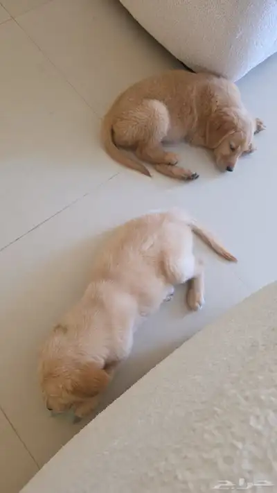 جولدن ريتريفر 0