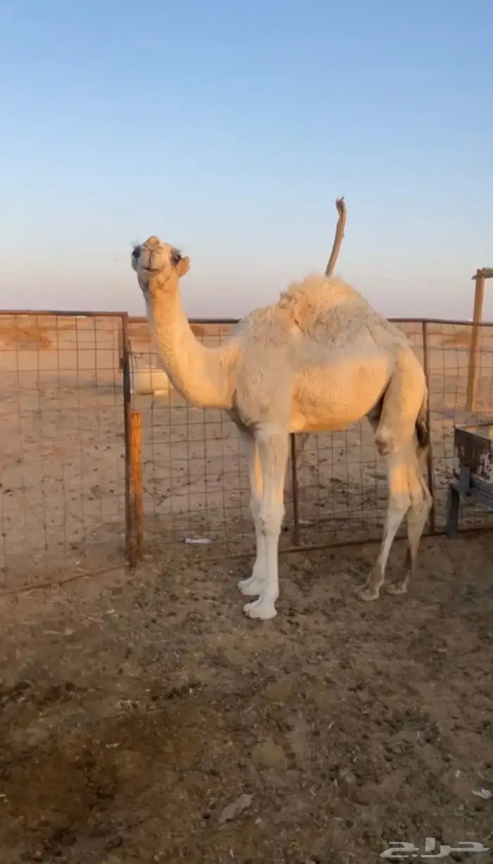 قعود مفرود فل شحم 1