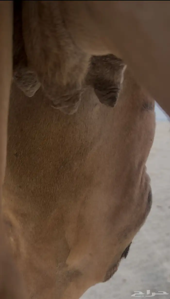 بكره لقحه 6 شهور عليها وسم الراجحي. تم البيع 1