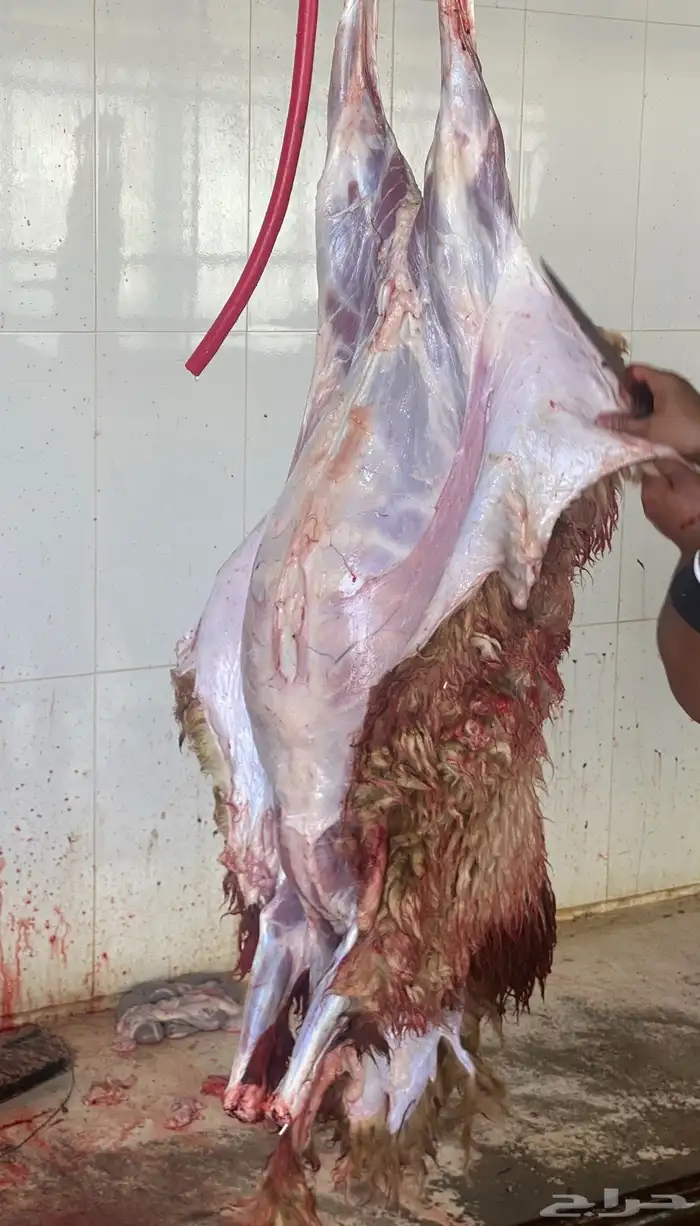 ذبايح نعيم   تابي و تمارا 18