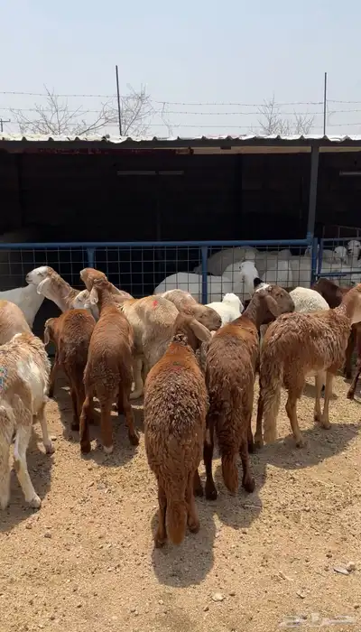 طليان ذبائح للثلاجة والمناسبات سواكن حريات رفيديات index