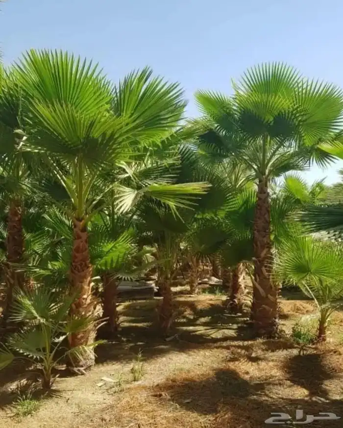 نخل وشنطن زينه 3