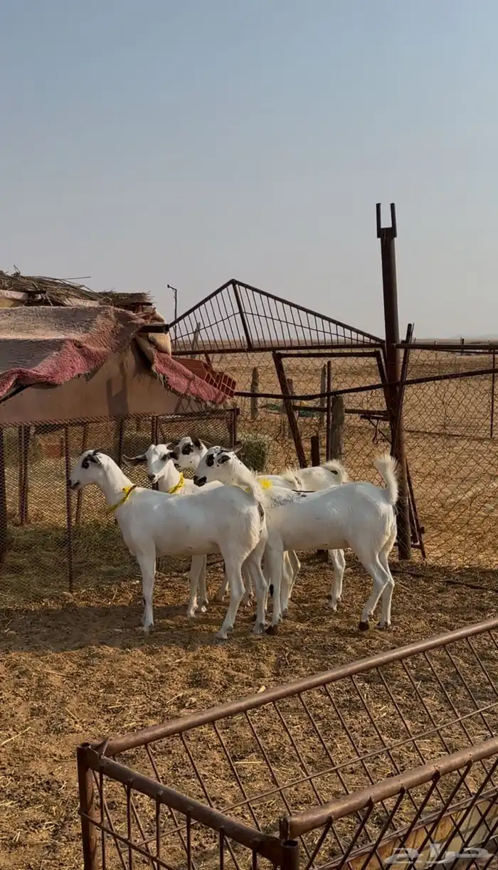 جفار بيشيات 2