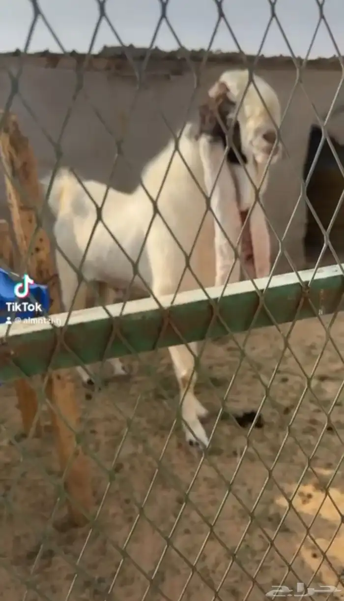 للبيع مشروع فحل 0