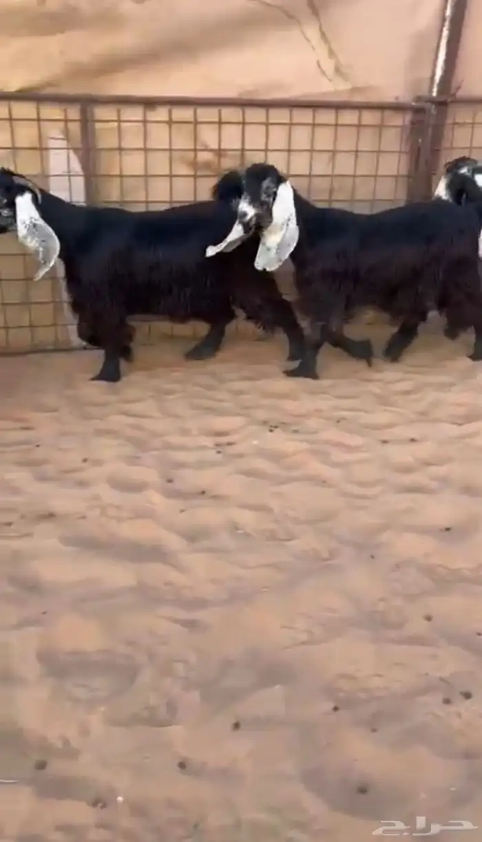 جفار عوارض صنف فااخر 0