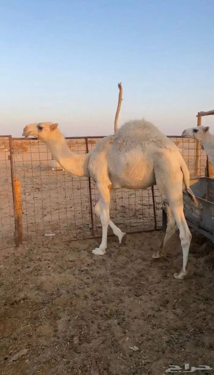 قعود مفرود فل شحم 0