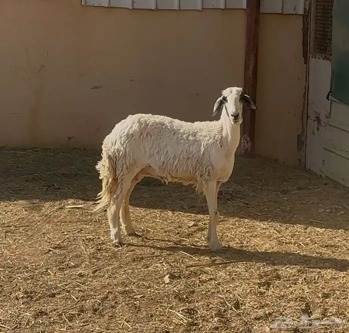 شاه حريه جذعه وبهم حري ونعيم 1