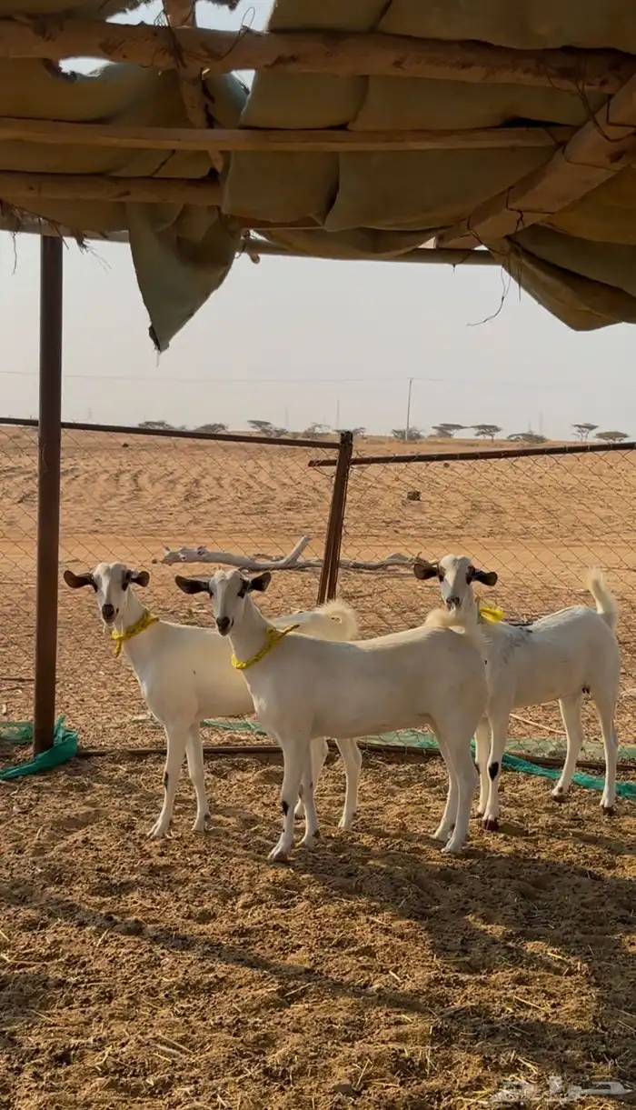 جفار بيشيات 0