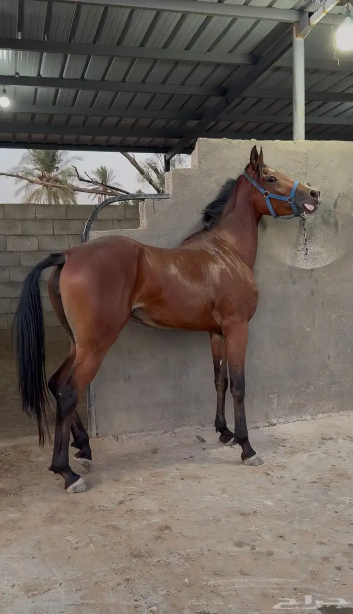 فرس شيخه للبيع 2