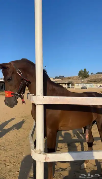 مهر واهو index