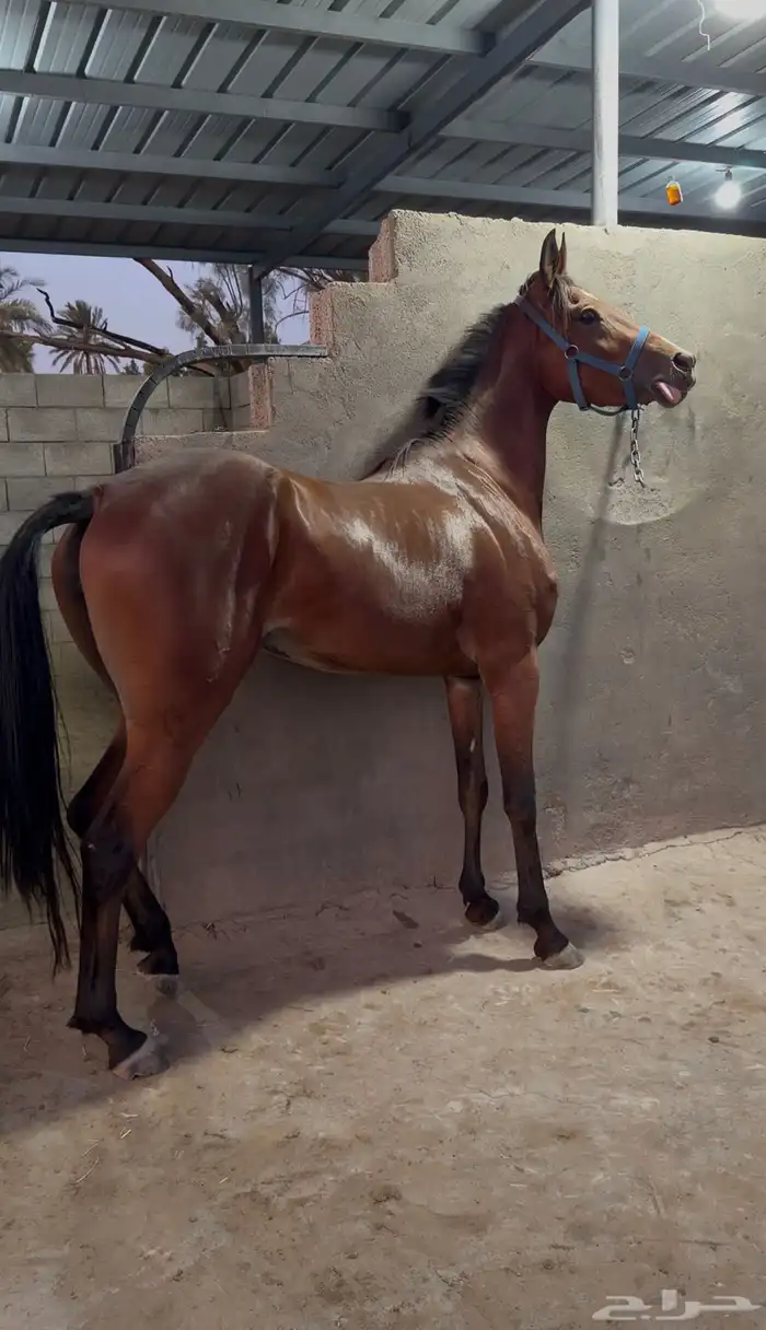 فرس شيخه للبيع 1