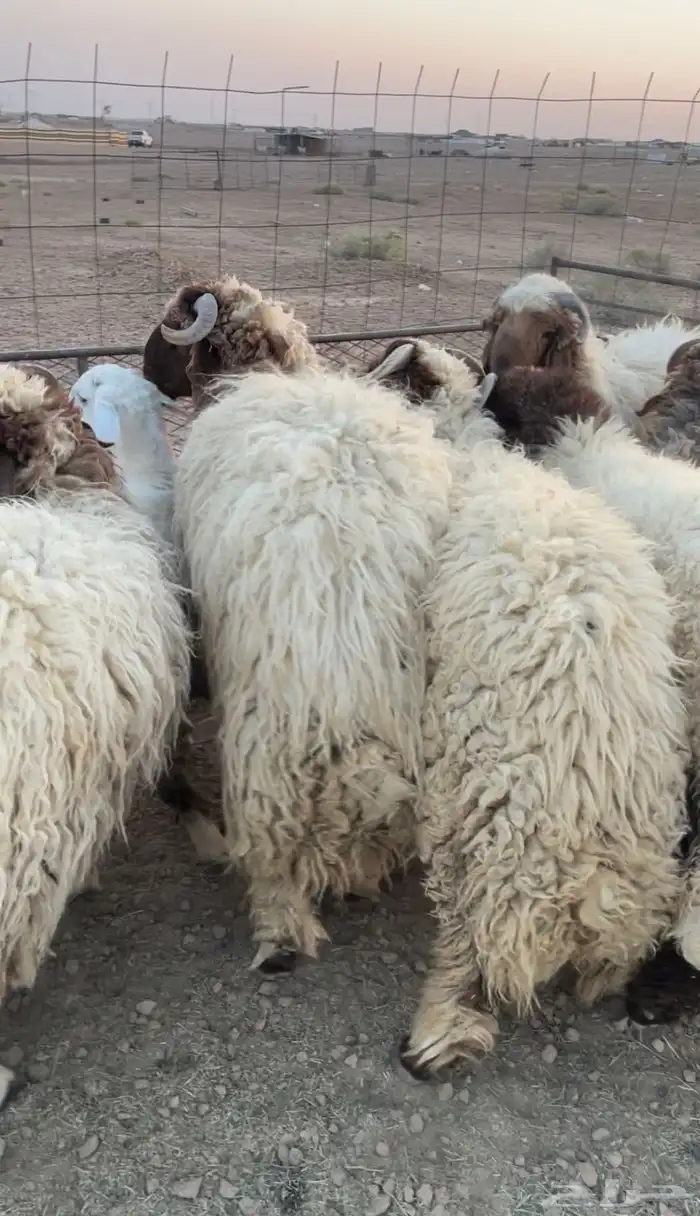 للبيع خرفان جبر العدد5 1