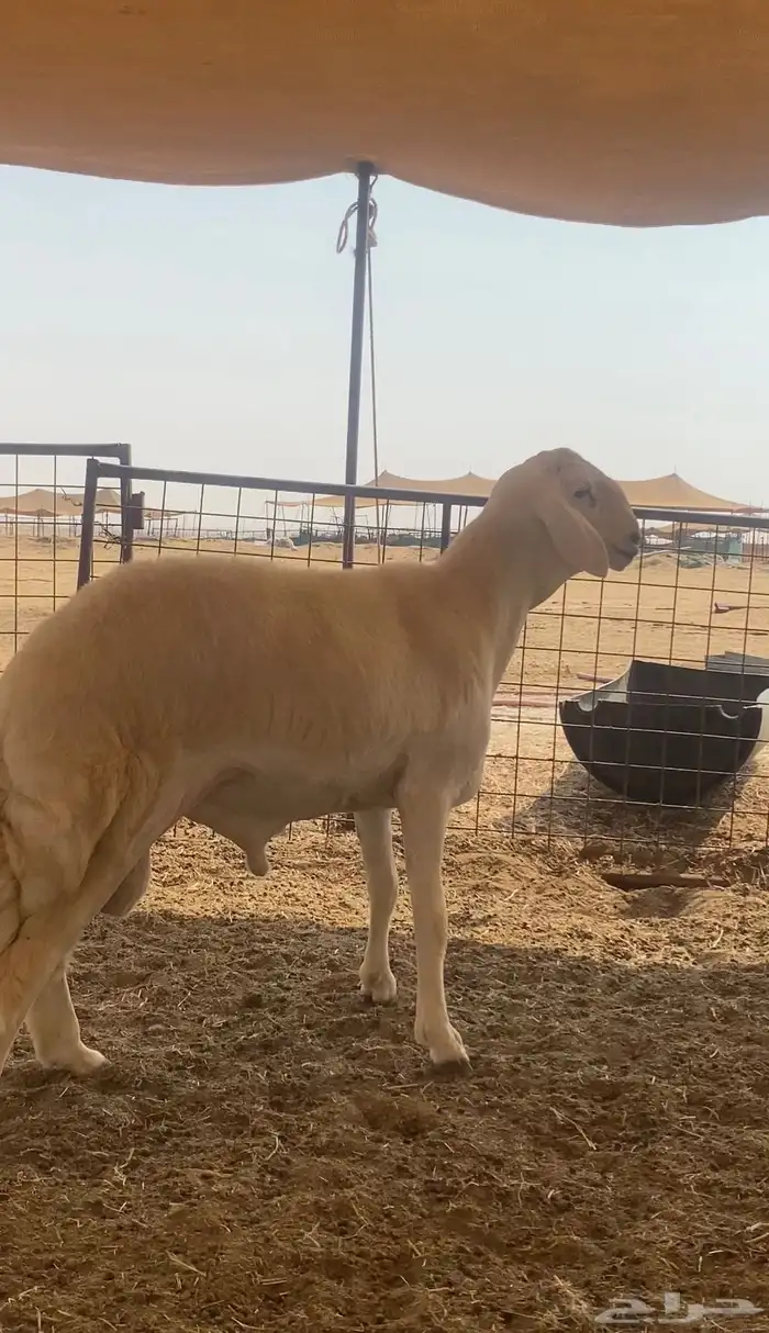 مشروع فحل صنف (تم البيع ) 0