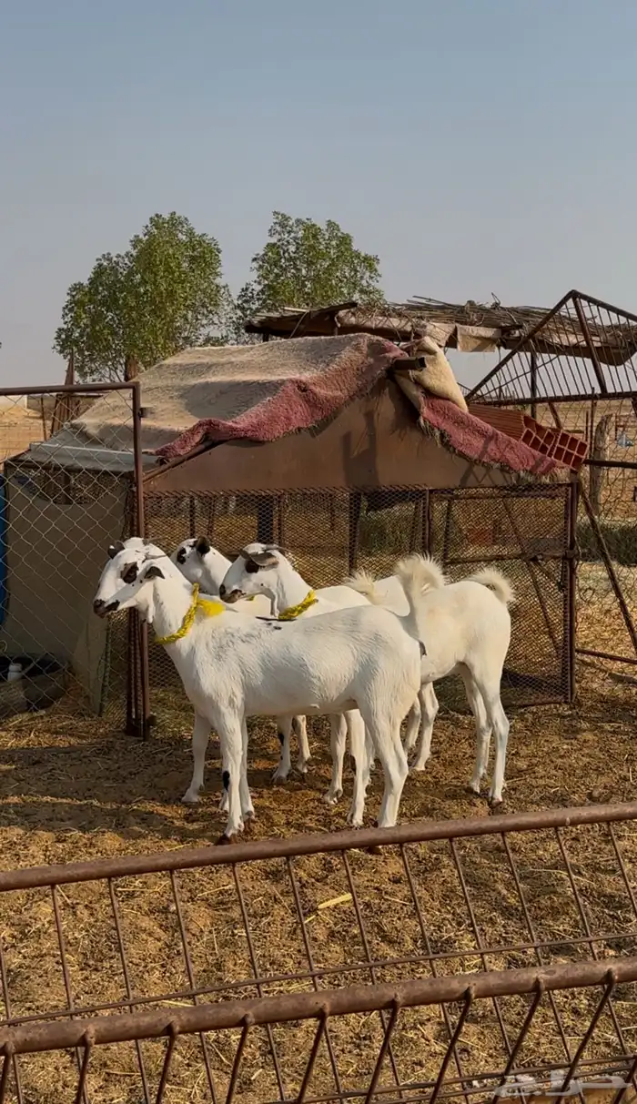 جفار بيشيات 1