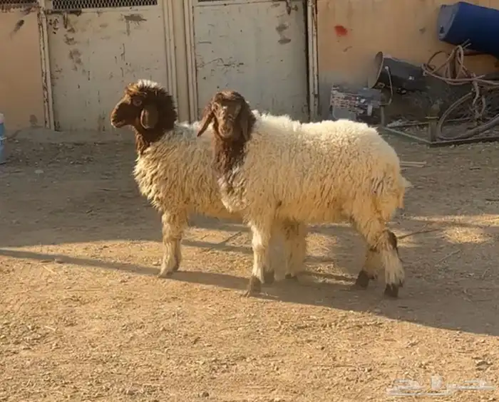 شاه حريه جذعه وبهم حري ونعيم 3