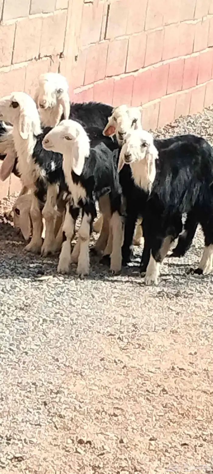 دواغير نجد 5 خاروف 2 رخال عمرهم شهر ونص 1