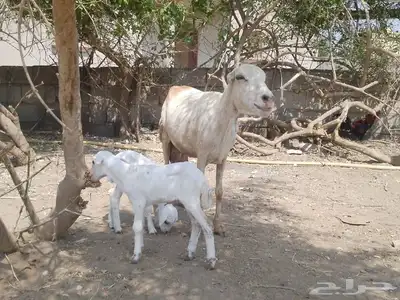 نعجه رفيديه تحتها توم index