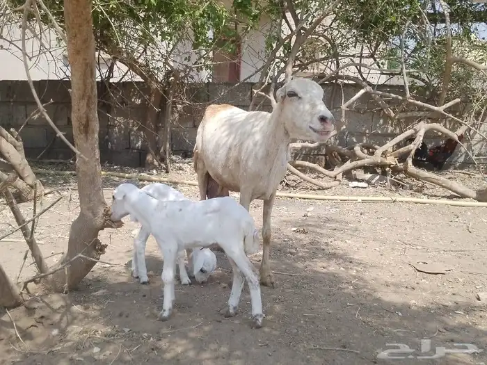 نعجه رفيديه تحتها توم 1