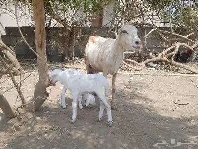 نعجه رفيديه تحتها توم index