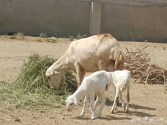 نعجه رفيديه تحتها توم 5