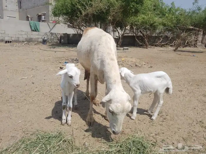 نعجه رفيديه تحتها توم 6