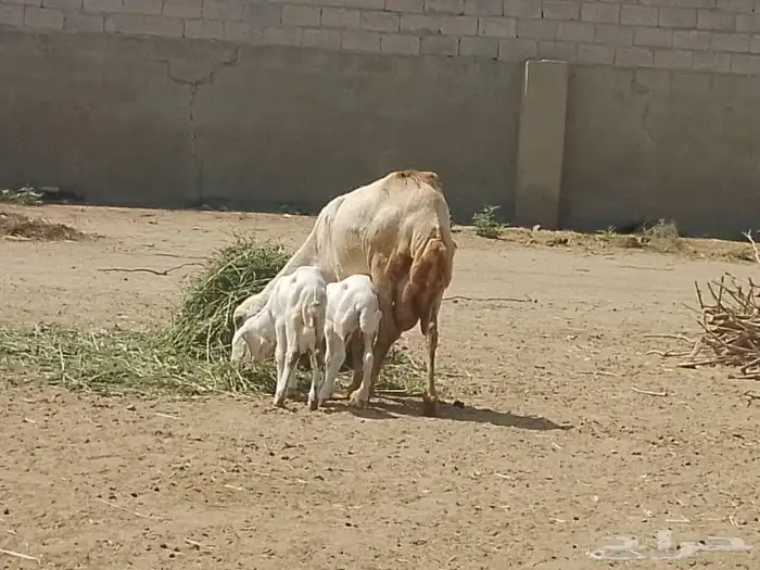 نعجه رفيديه تحتها توم 3