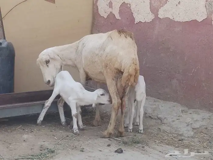 نعجه رفيديه تحتها توم 4