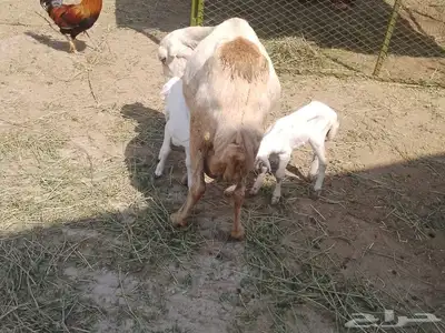 نعجه رفيديه تحتها توم index