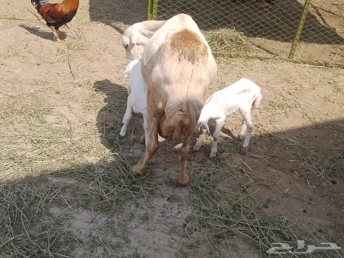 نعجه رفيديه تحتها توم 7