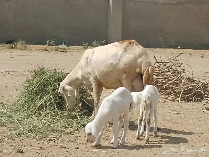 نعجه رفيديه تحتها توم 0