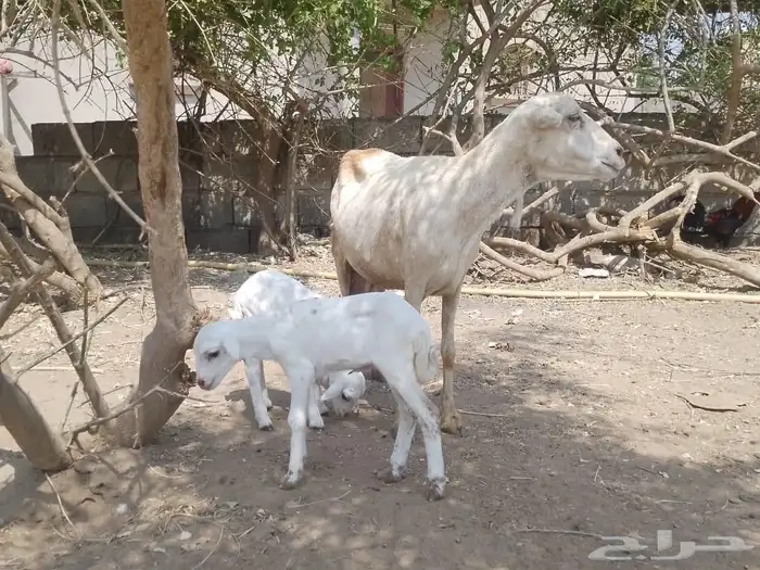 نعجه رفيديه تحتها توم 9