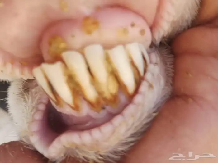 نعجه رفيديه تحتها توم 8