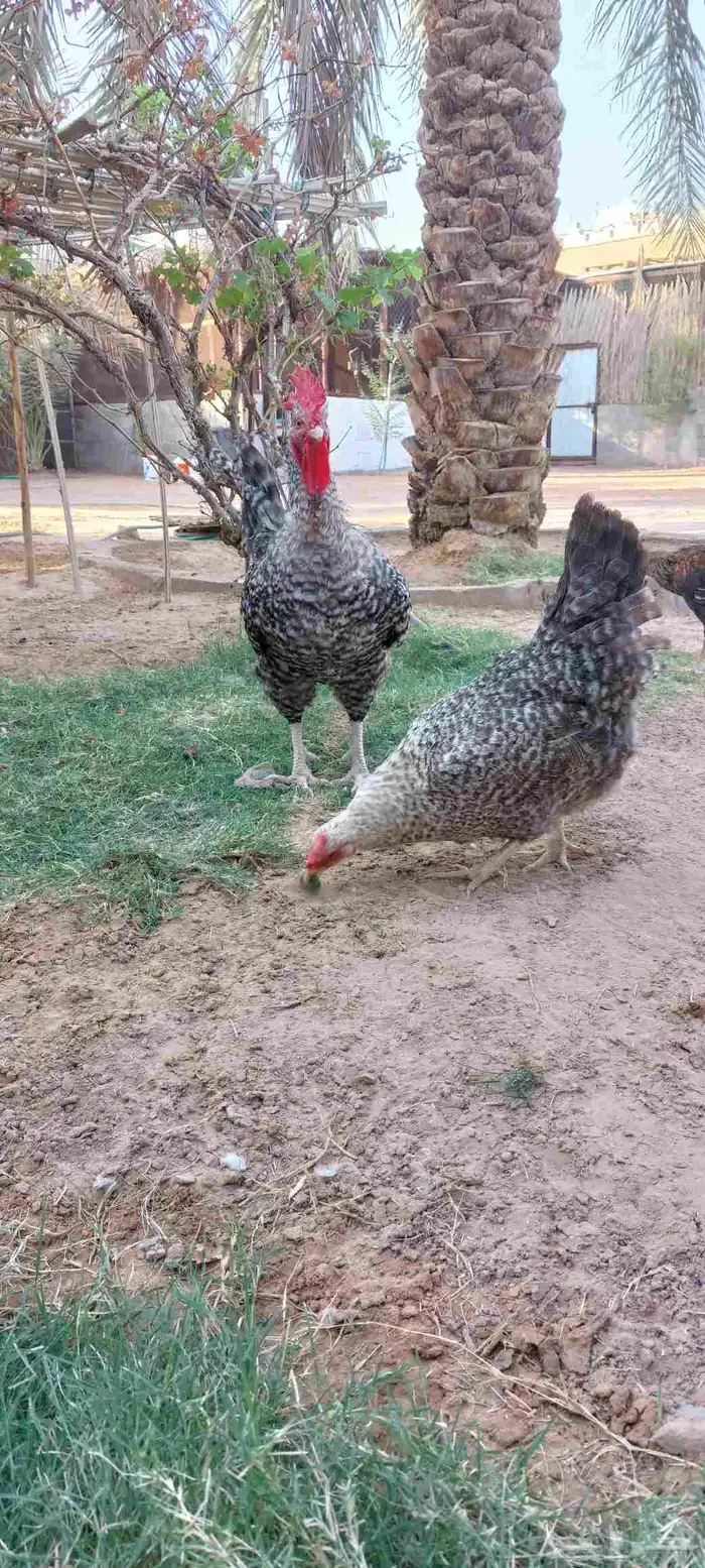 دجاج تركي بياض للبيع 2