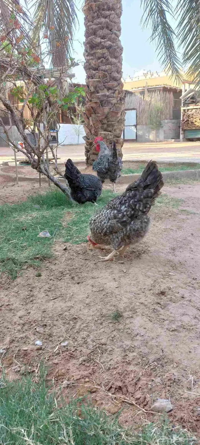 دجاج تركي بياض للبيع 3