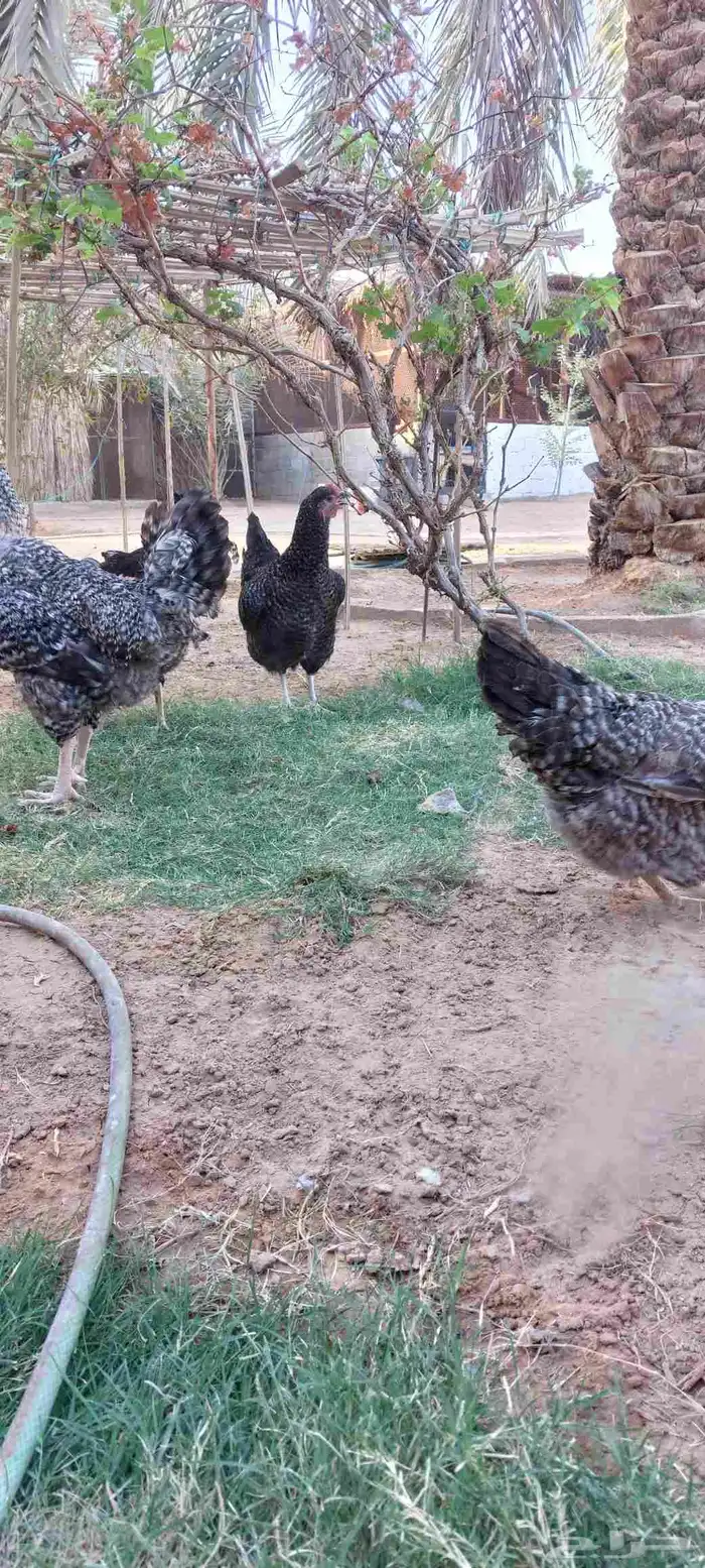 دجاج تركي بياض للبيع 1