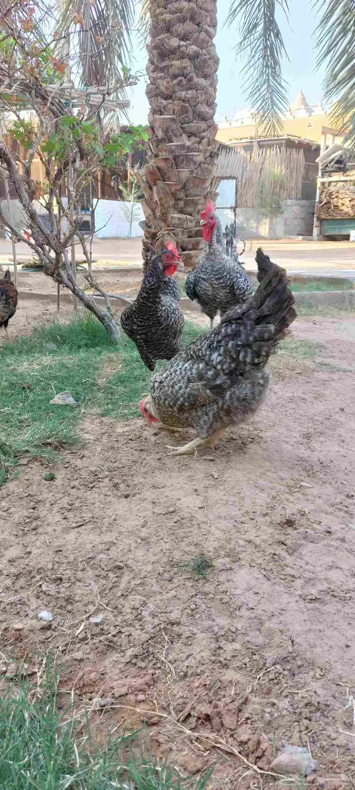 دجاج تركي بياض للبيع 0