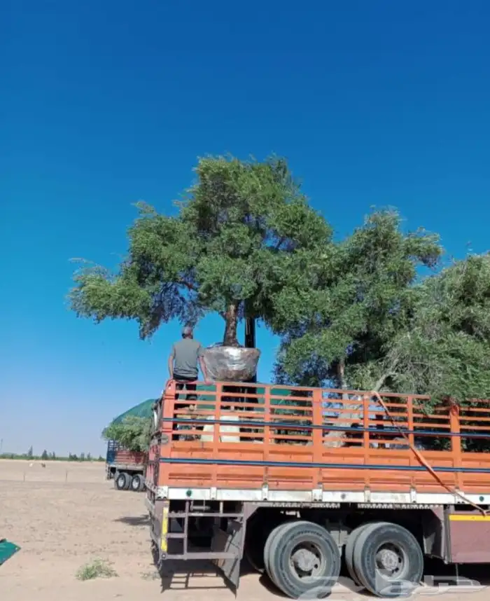 توريد جميع أنواع النخيل تركيب الشبوك والزيتون 1