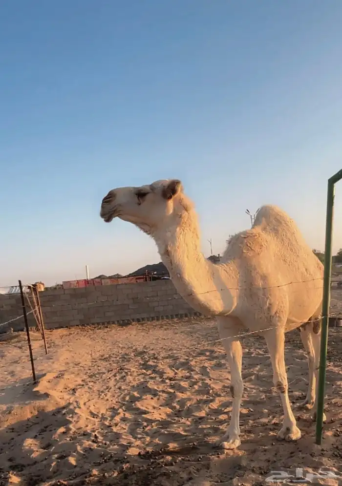 ناقة شقحاء 1