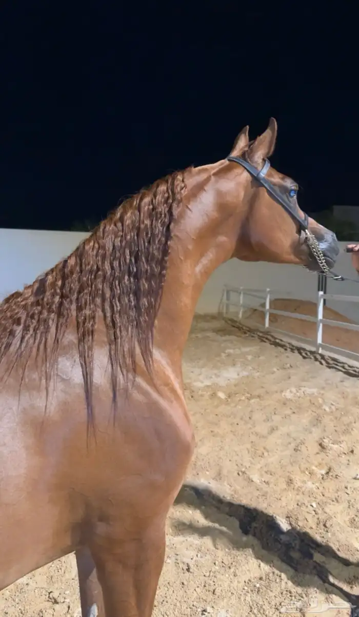 متوفر لدينا ايواء خيل وتدريب خيل الجمال (الشو) الموقع ديراب 3