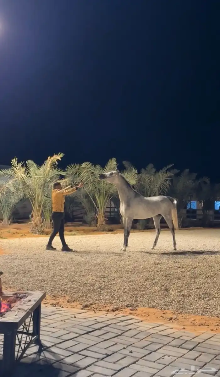 متوفر لدينا ايواء خيل وتدريب خيل الجمال (الشو) الموقع ديراب 11