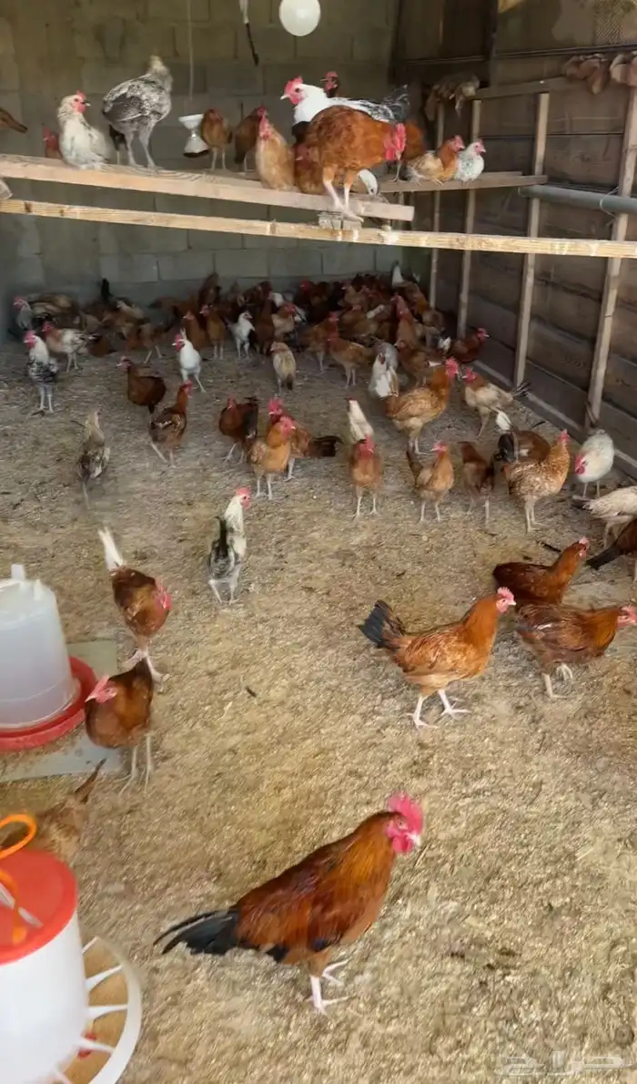 دجاج بلدي عمر 6 شهور ديوك صافي 0