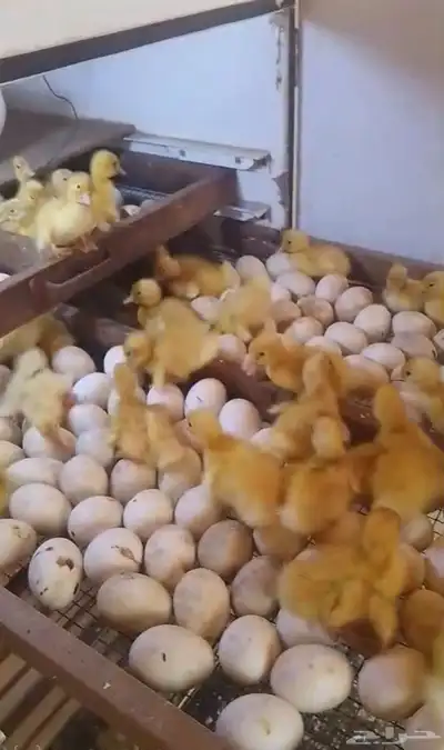 بيض بط بكيني index