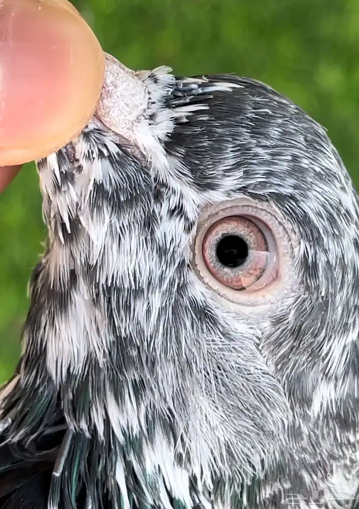 ذكر حمام بكستاني 2