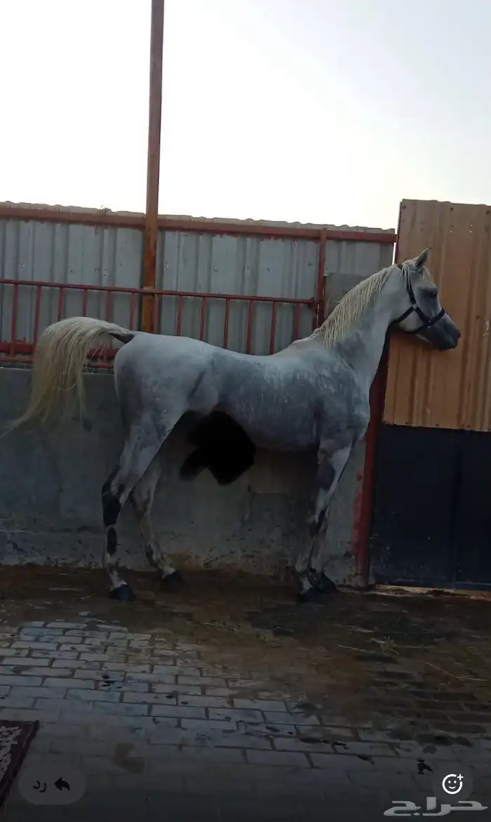 حصان واهو للبيع 4
