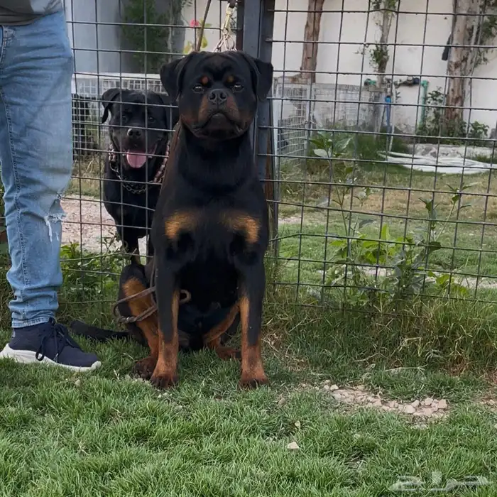 كلب روت ويلر 0