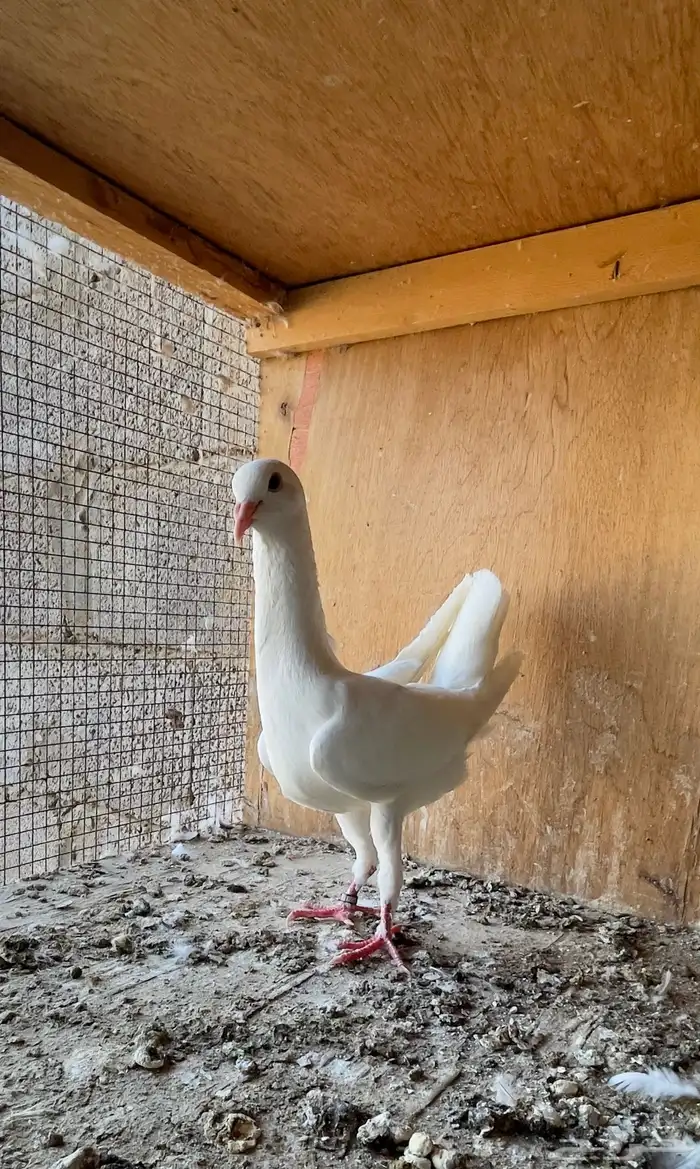 حمام خوارج تفريد 3