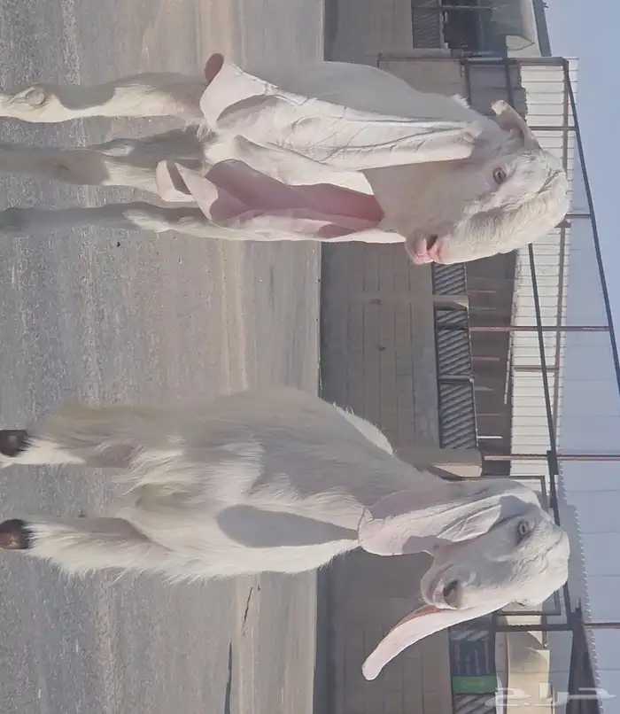 طقم جفرتين جم وفحلها جذعان بيض برص فواخر 2