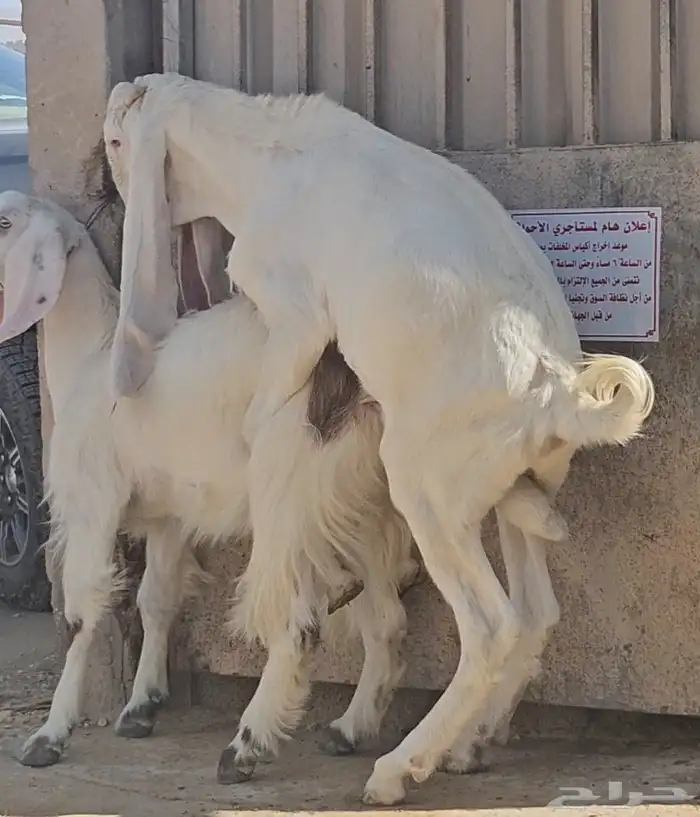 طقم جفرتين جم وفحلها جذعان بيض برص فواخر 9