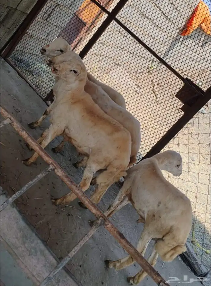 خرفان بلدي على الشرط 0