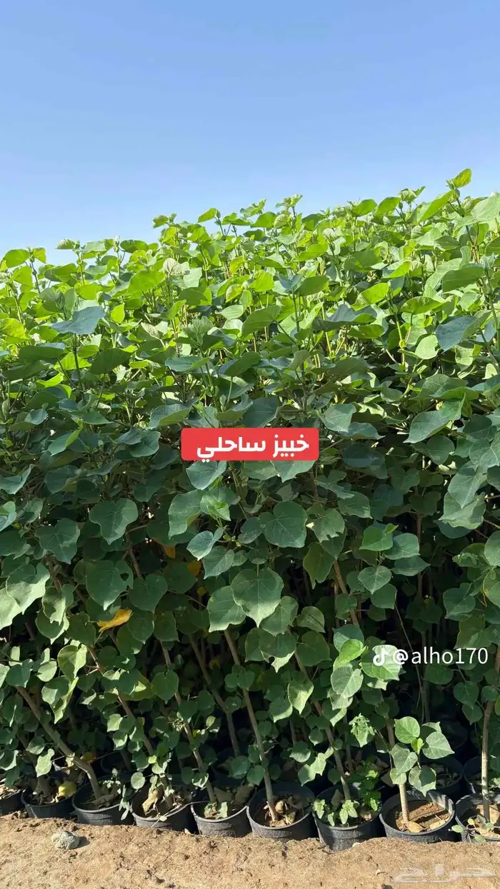 اشجار كبيره ونبتات 6